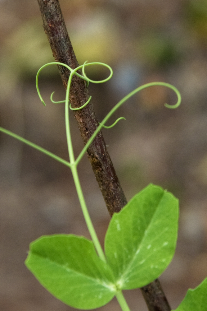 Pea tendrils